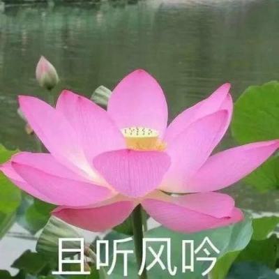 “楠竹之乡”湖南桃江“飞防+人防”为40万亩竹林减少虫害